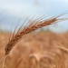 Wheat by spectrum