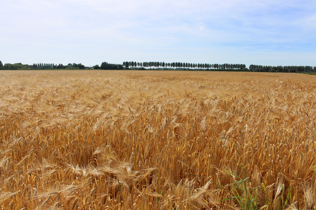 Golden barley field  by pyrrhula