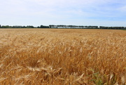 24th Jun 2018 - Golden barley field 