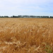 Golden barley field  by pyrrhula