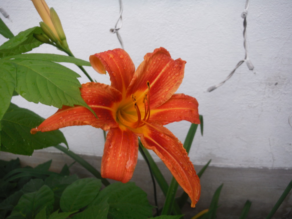 Orange Lily by spanishliz