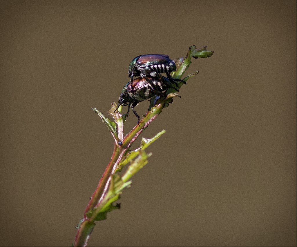 LHG_5495 Japenese Beetles by rontu