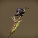LHG_5495 Japenese Beetles by rontu