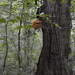 Tree and Fungus by redandwhite