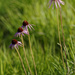 coneflowers by rminer