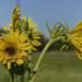 sunflower landscape by rminer