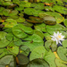 Water Lily  by houser934