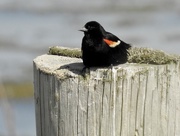 24th Jun 2018 - Perched on a post