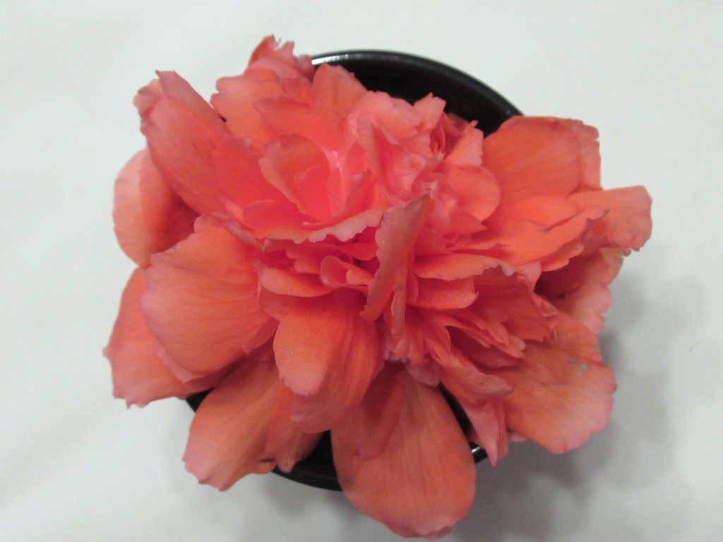 Begonia blossom in a water dish  by bruni
