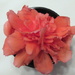 Begonia blossom in a water dish  by bruni
