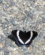 20th Jun 2018 - white admiral butterfly