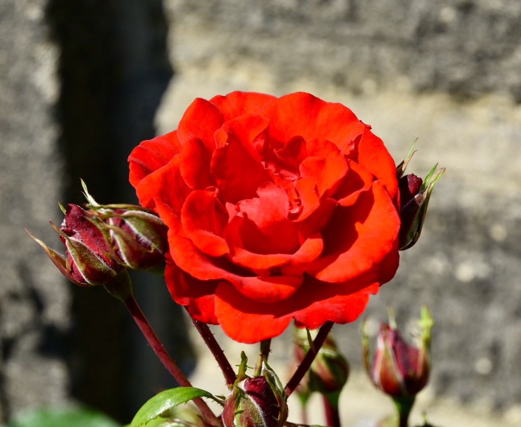 Red Rose by gillian1912