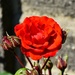 Red Rose by gillian1912