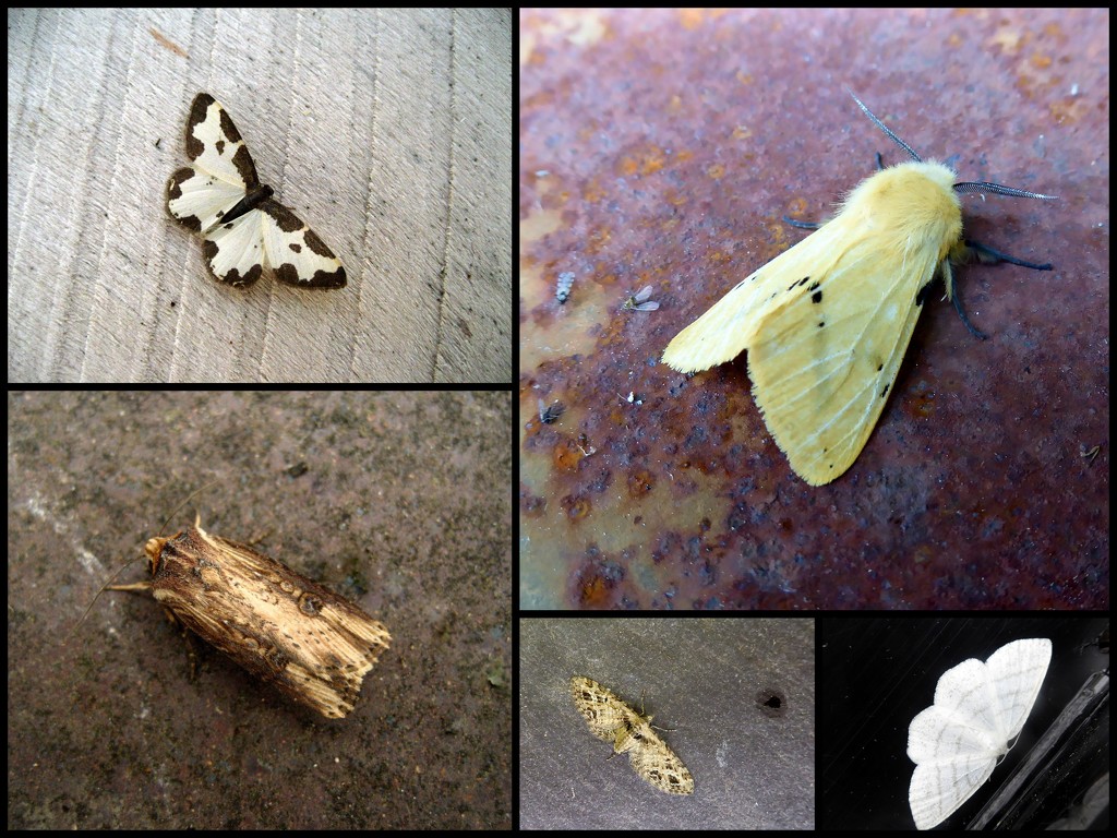 Garden moths 17 by steveandkerry