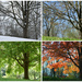 A Year in the Life of a Tree by alophoto