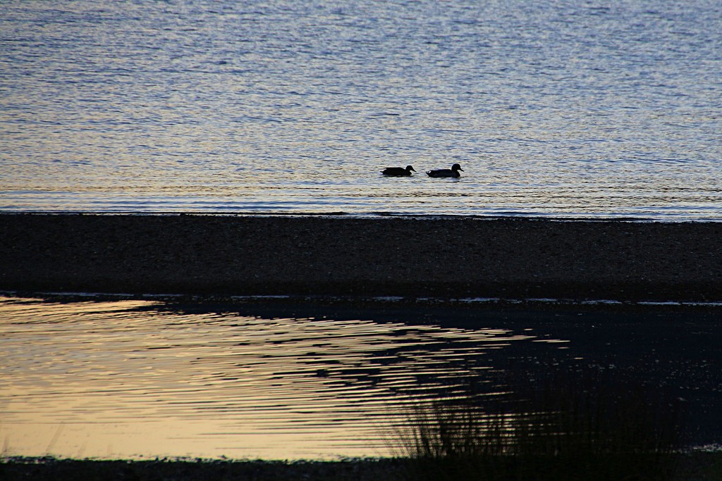 Two little ducks went swimming away by kiwinanna