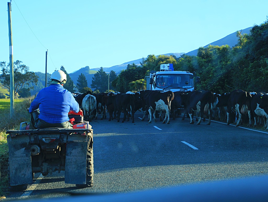Traffic jam by kiwinanna