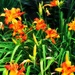 Orange Daylilies by yogiw