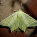 Swallowtail by jesika2
