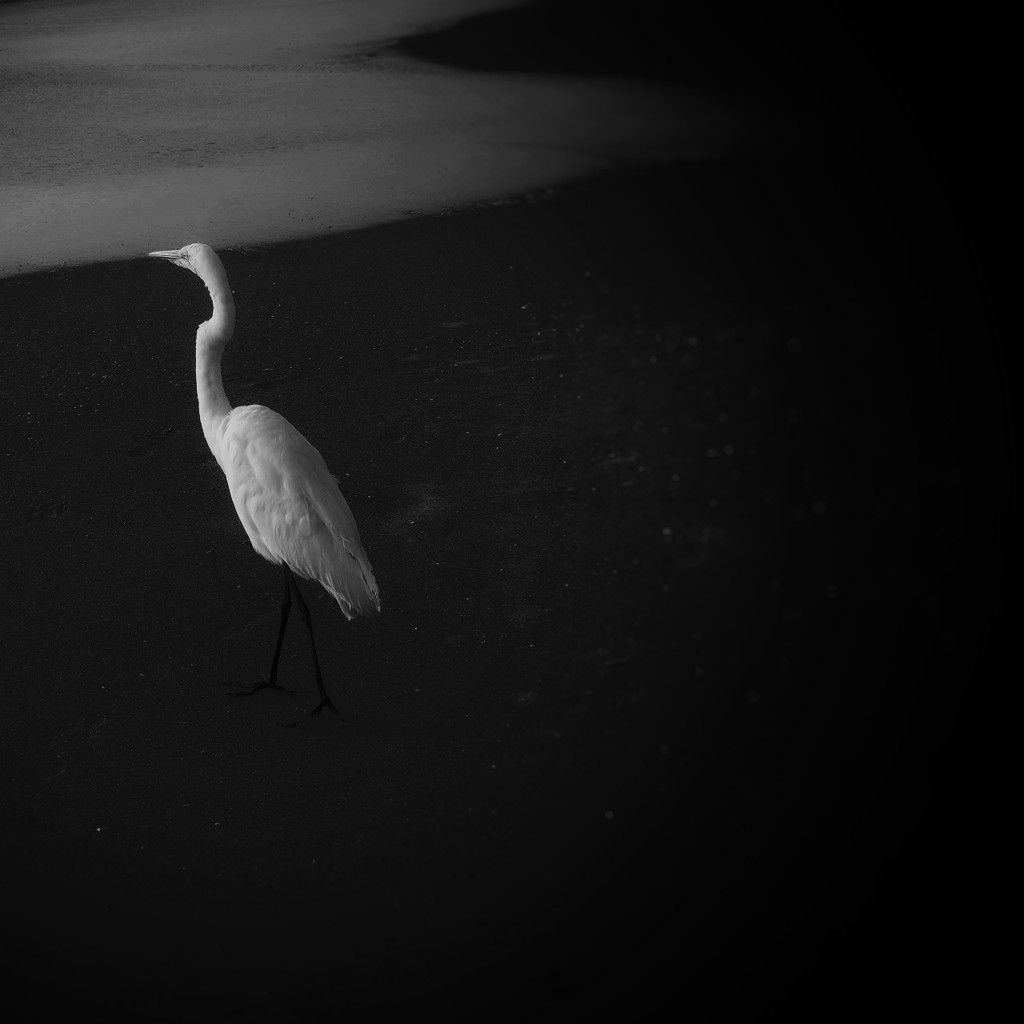 White bird on a foggy black morning ☀️ by joemuli