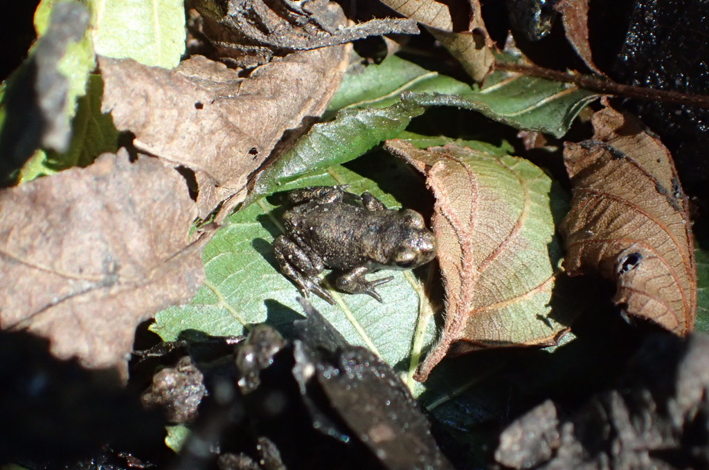 Tiny frog by mattjcuk