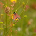 Pretty Burnet moth.......... by ziggy77