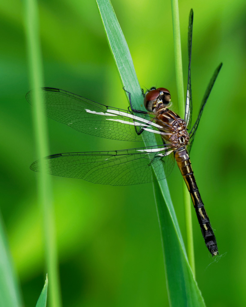 black pondhawk Dragonfly sideview by rminer