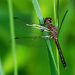 black pondhawk Dragonfly sideview by rminer