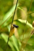 25th Jun 2018 - Burnet moth chrysalis....