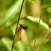 Burnet moth chrysalis.... by ziggy77
