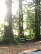 23rd Jun 2018 - Jed Smith Redwoods