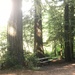 Jed Smith Redwoods by pandorasecho