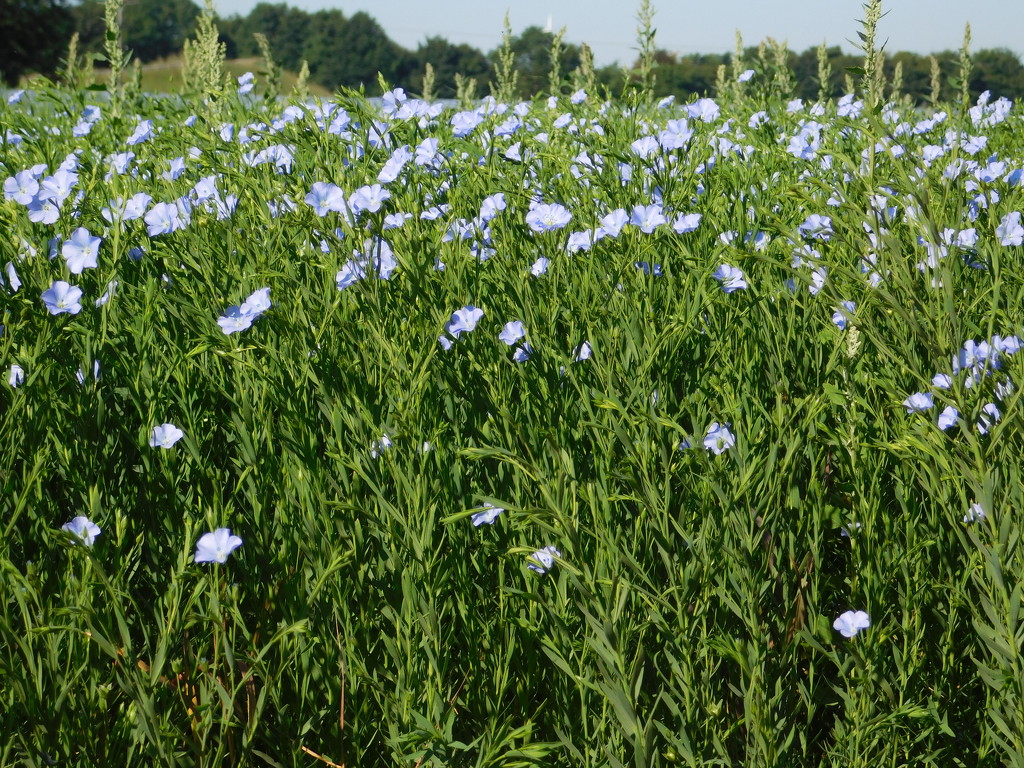  A field full of blue by 365anne