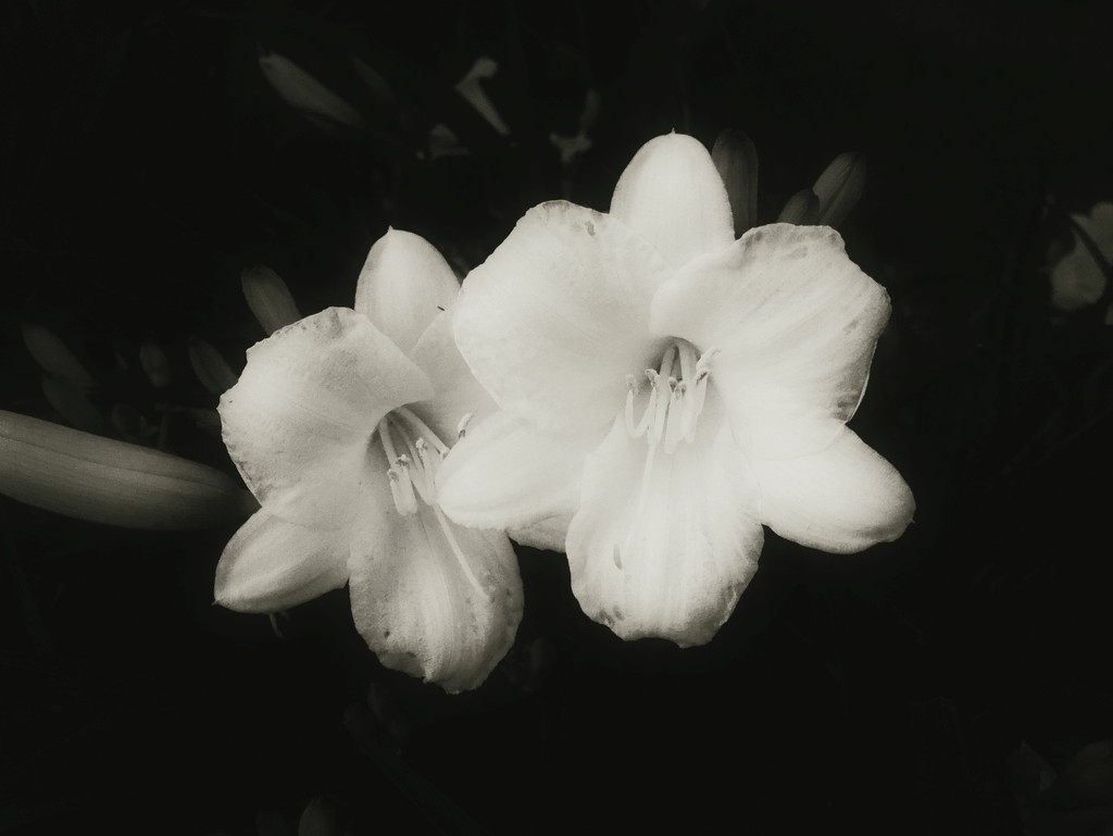 Infrared Lily by jeffjones