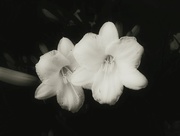 20th Jun 2018 - Infrared Lily