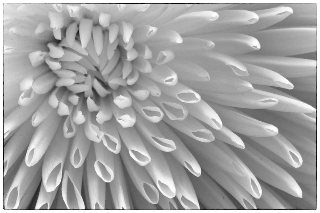 Chrysanthemum by rumpelstiltskin