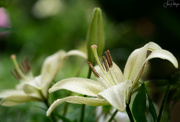 25th Jun 2018 - Lily After the Rain