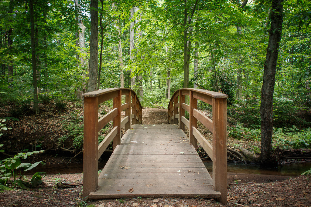 A bridge in the woods. by batfish
