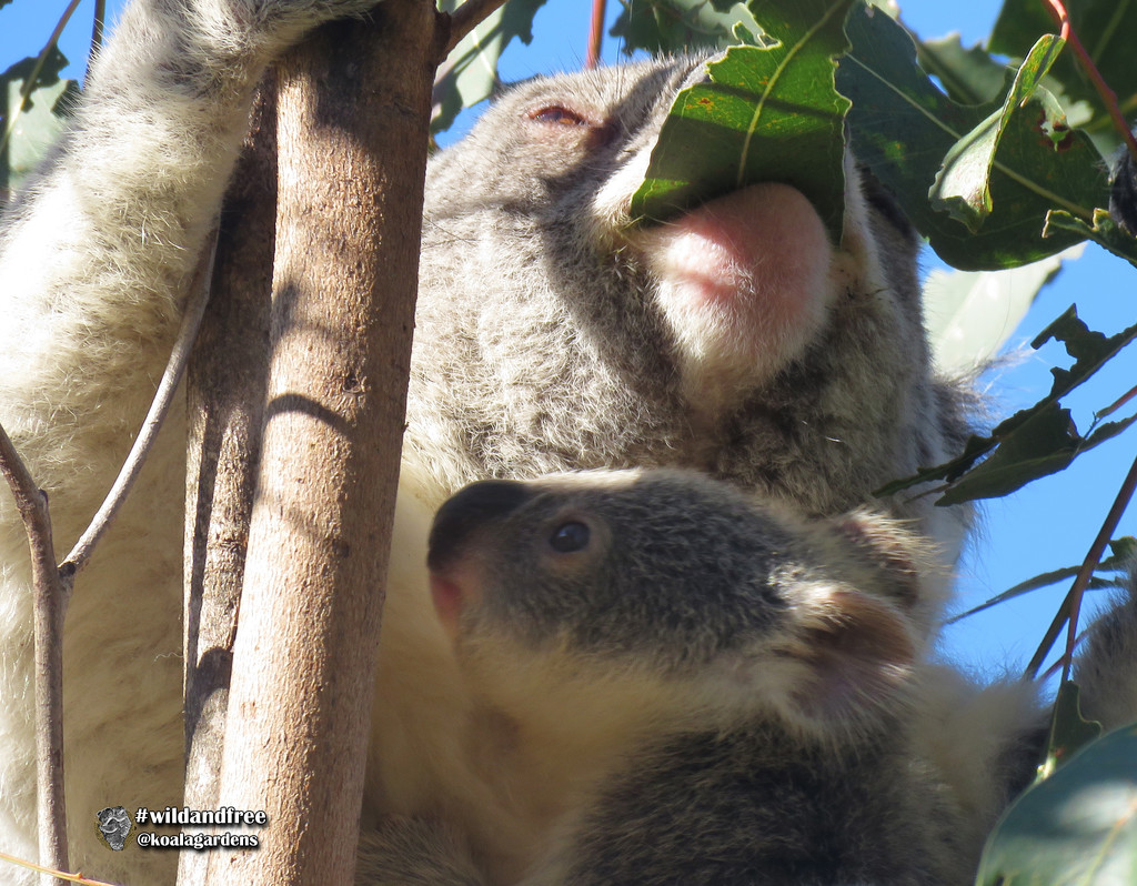 oh yum by koalagardens