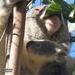 oh yum by koalagardens