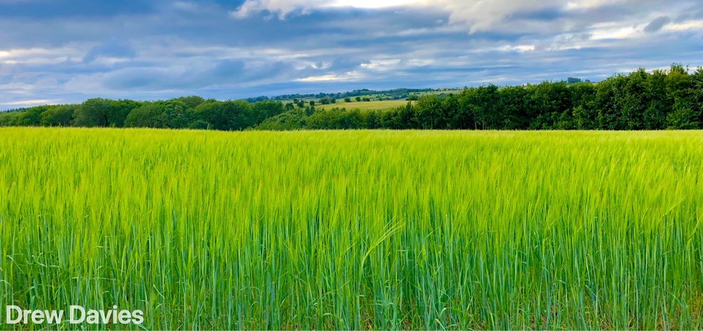 Barley field  by 365projectdrewpdavies