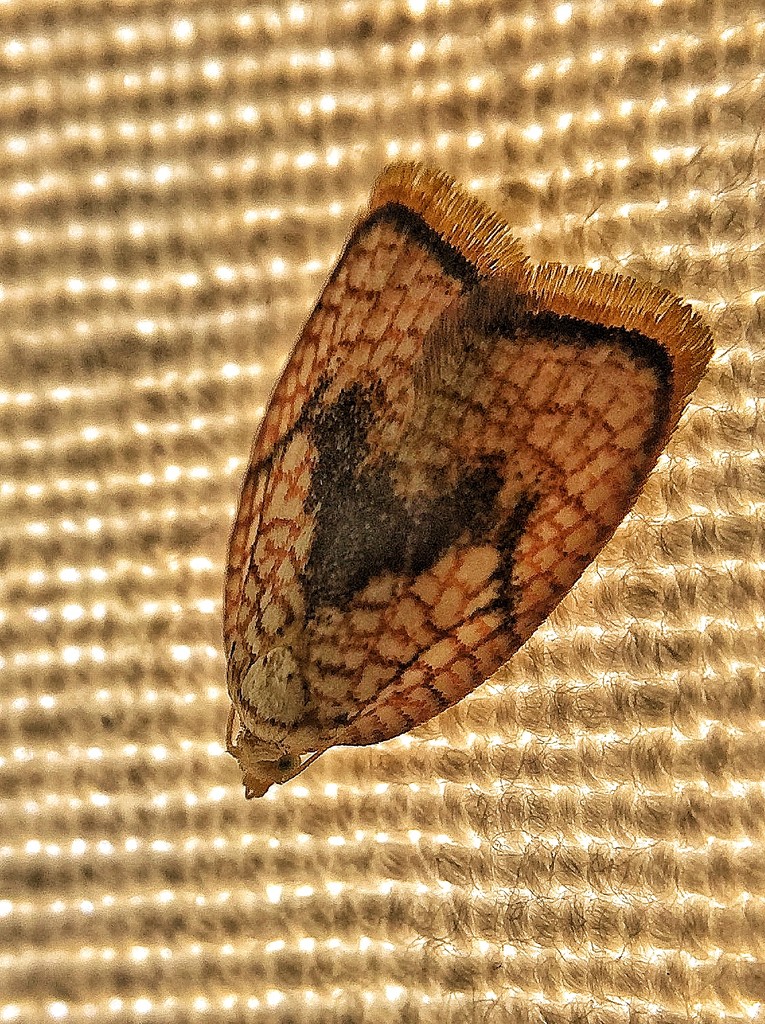  1 cm Moth.  by cocobella