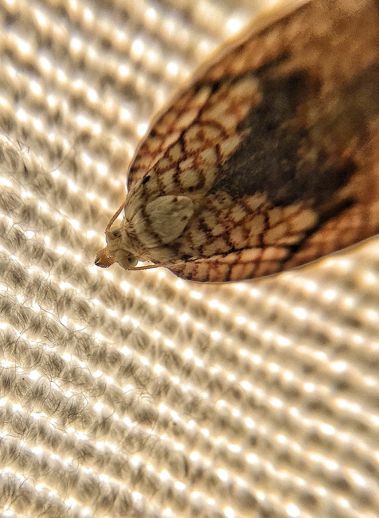 Head of a moth.  by cocobella