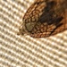 Head of a moth.  by cocobella