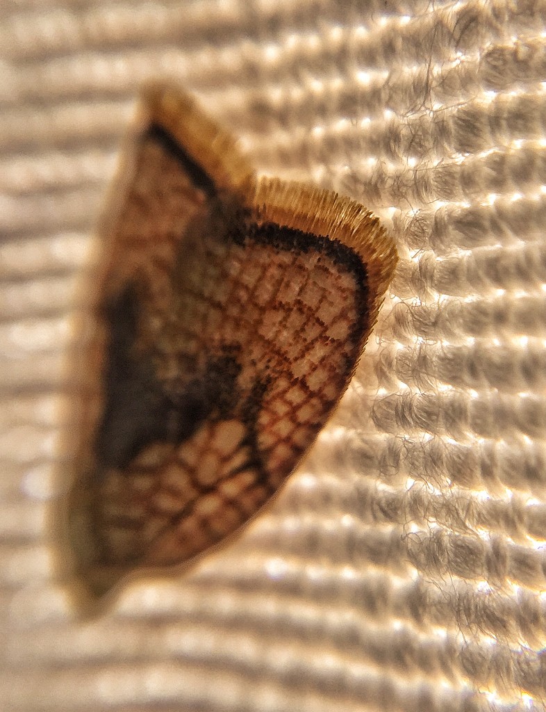 Detail of a moth.  by cocobella