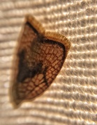 26th Jun 2018 - Detail of a moth. 