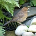  Baby blackbird by judithdeacon
