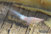 25th Jun 2018 - Flatid Leafhopper nymph
