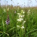 Greater butterfly orchids by roachling
