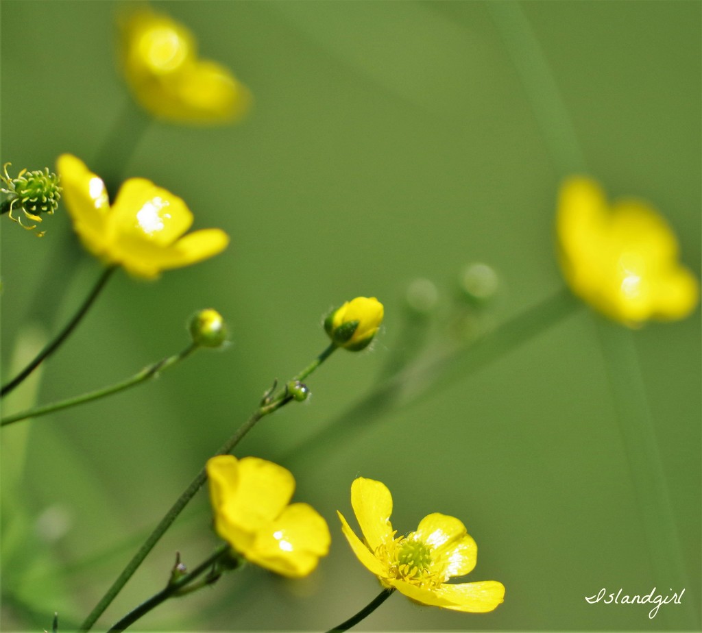 Buttercups  by radiogirl